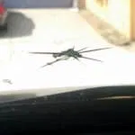 star chip before close up